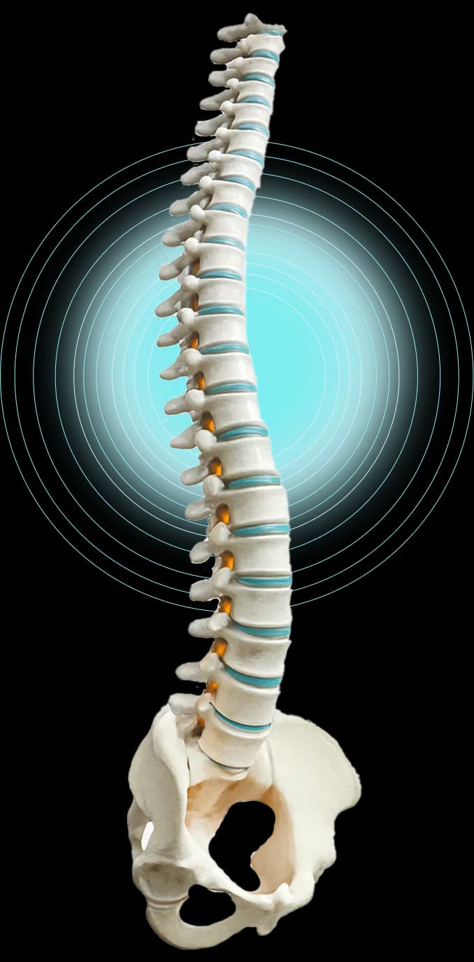 Spine Care Model